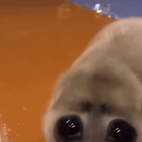Seal Nico GIF