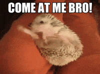 Hedgehog-mad GIFs - Get the best GIF on GIPHY