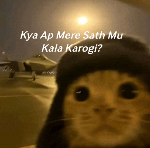 Pilotcat GIF