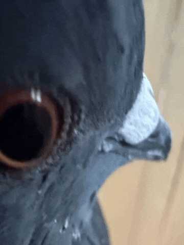 Look Wtf GIF