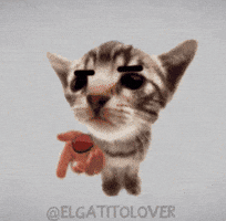 Cat Kitty GIF