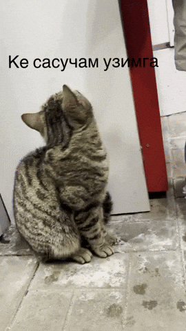 Ке Сасучам Узимга GIF