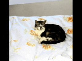 raymondbatsford cat GIF