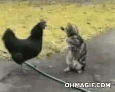 How Long Does It Take To Digest Chicken? chicken fighting GIF