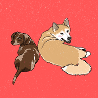 Shiba Inu Dog GIF by adobetrisha