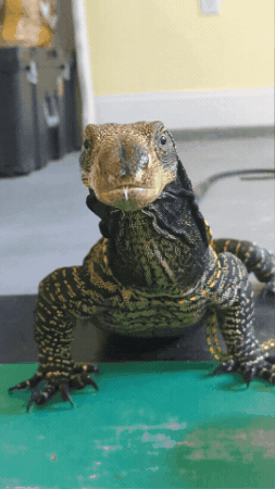 Spider The Lizard GIF
