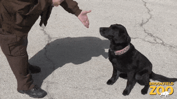 High Five Dogs GIF by Brookfield Zoo