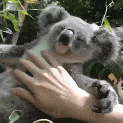 koala sleeping GIF