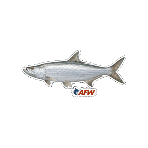 Big Fish Sticker by AFW Fishing Brands