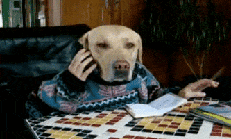 Video gif. Golden Retriever's head emerges out of a blue patterned sweater while human hands come out from the arm sleeves, one holding a phone to the dog's ear and the other studiously fiddling with a pen. An open notebook sits on a tiled table in front.