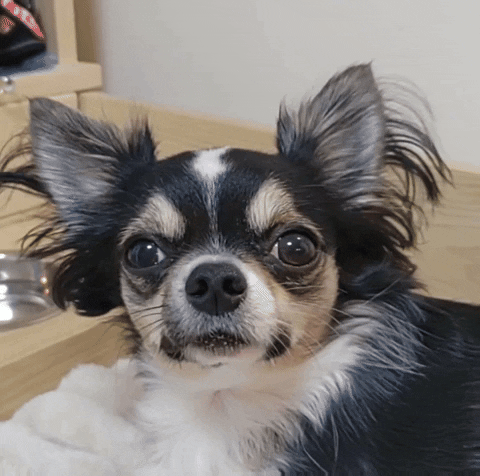 Dogs Wink GIF