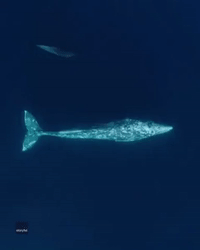Dolphins Swim Alongside Grey Whale in Crystal Clear California Waters