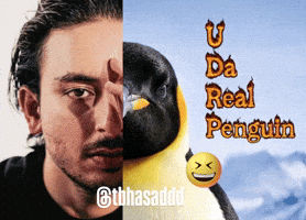Penguin GIF