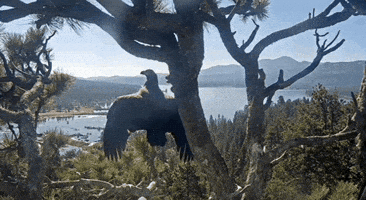 Bald Eagle GIF
