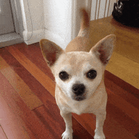 13 Little Facts You Probably Didn't Know About Chihuahuas
