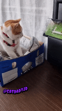 Police-cat GIFs - Get the best GIF on GIPHY