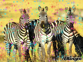 zebra standing GIF