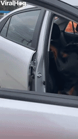 Rottweiler Refuses to Leave Front Seat