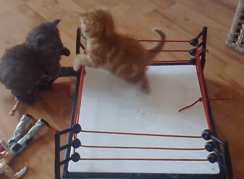 kitten fighting