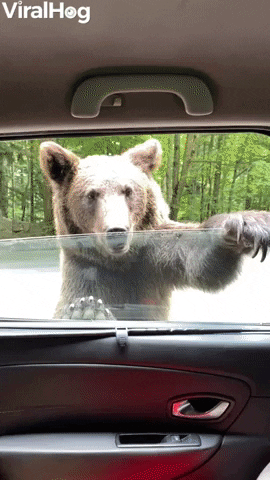 Wild Bear Wants A Ride GIF by ViralHog