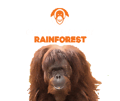 Orangutan Sticker by Toronto Zoo