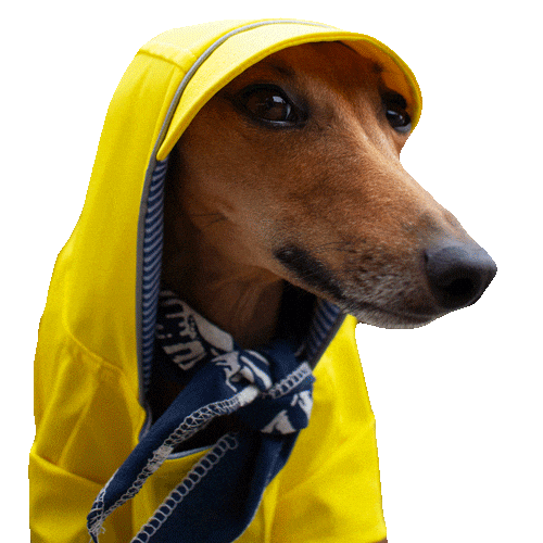 Fashion Rain Sticker by Iggy Joey
