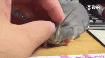 newsmagazin  GIF