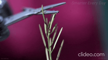 Rapidplantmovement GIF