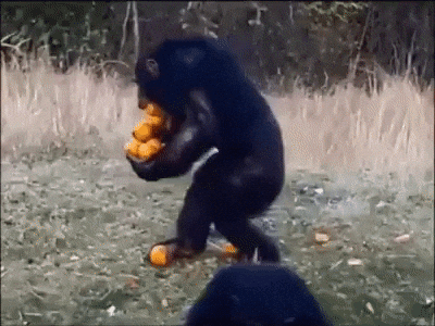 giphy.gif?cid=4d1e4f2934b9cec4a8147da42f676fc9db5b13d08acd69dc&rid=giphy.gif
