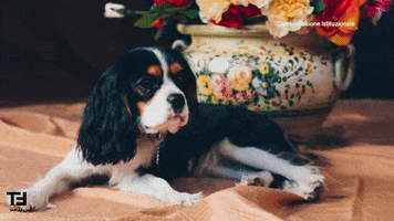 Dog Video GIF by TheFactory.video