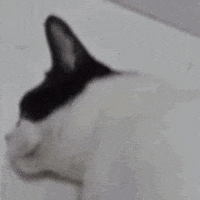 Twitch Cats GIF
