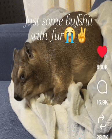Fur Capybara GIF