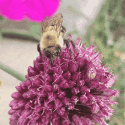 Flower GIF