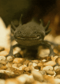 Mexican Walking Fish Dance Gif By Mr Mrs Panda Find Share On Giphy