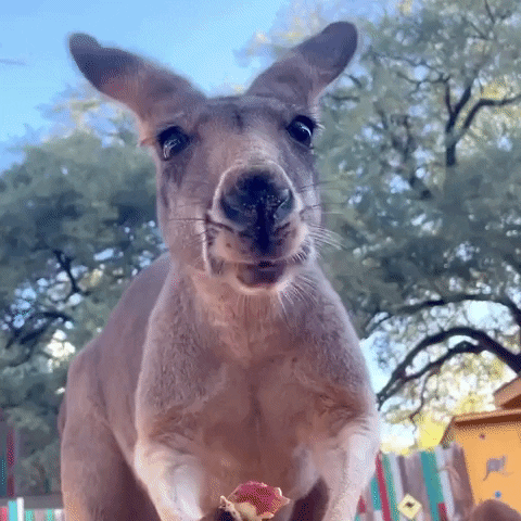 Video gif. Closeup of a kangaroo happily chewing on something enthusiastically as it looks straight at us. 