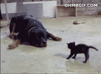 Scaredy-kat GIFs - Get the best GIF on GIPHY