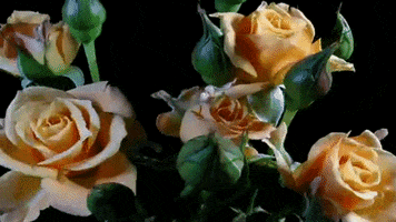 rose blooming GIF