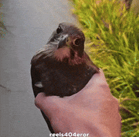 Stare Hawk GIF
