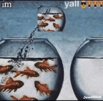 Gold Fish GIF