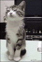 Sleepy Kitten GIF