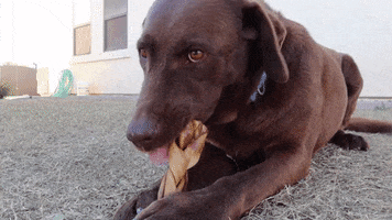 Dog GIF