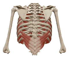 Physiocentermx Sticker