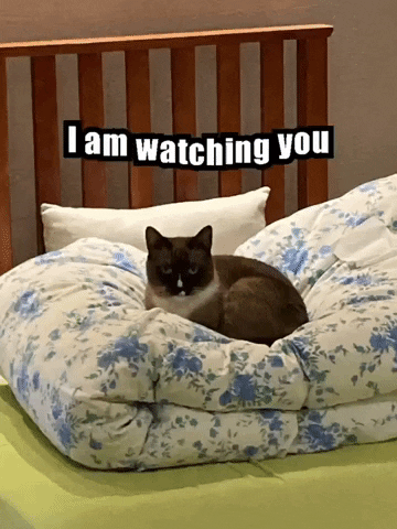 Cat-anger GIFs - Find & Share on GIPHY