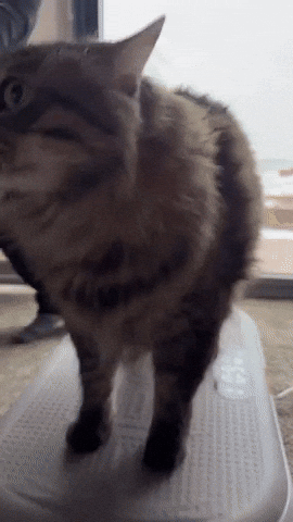 Cat Meme GIF