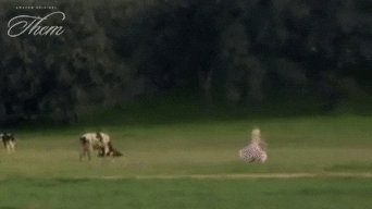 Escape Run Away GIF by Amazon Prime Video