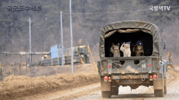 국군 도수체조 GIF