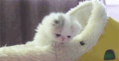 Cat Kitten GIF - Find & Share on GIPHY