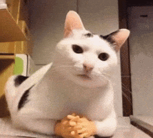 Sjdnsjsdhsj6337 GIF