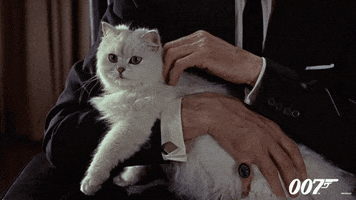 From Russia With Love Cat GIF by James Bond 007