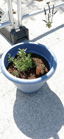 Lavender GIF